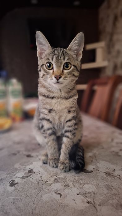 Мехрибон колларга