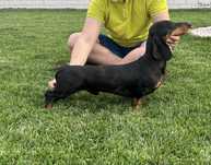 Mascul teckel arlequin cu pedigree