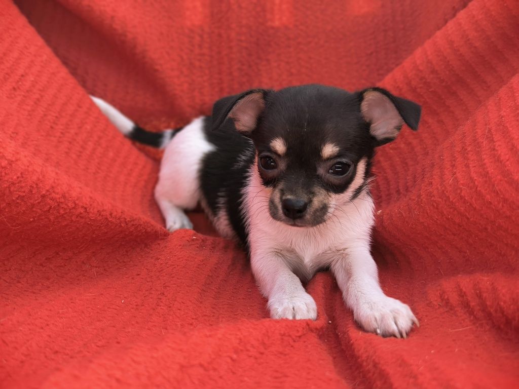 Vand baietel Chihuahua mini tricolor
