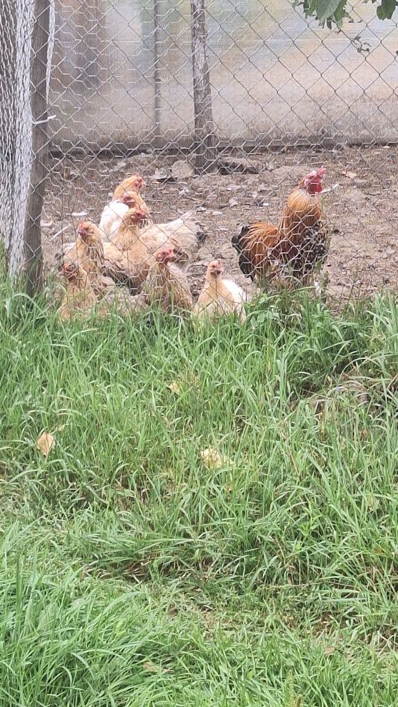 Găini cochinchina