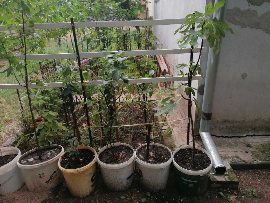 butași de trandafiri maturi toate culorile