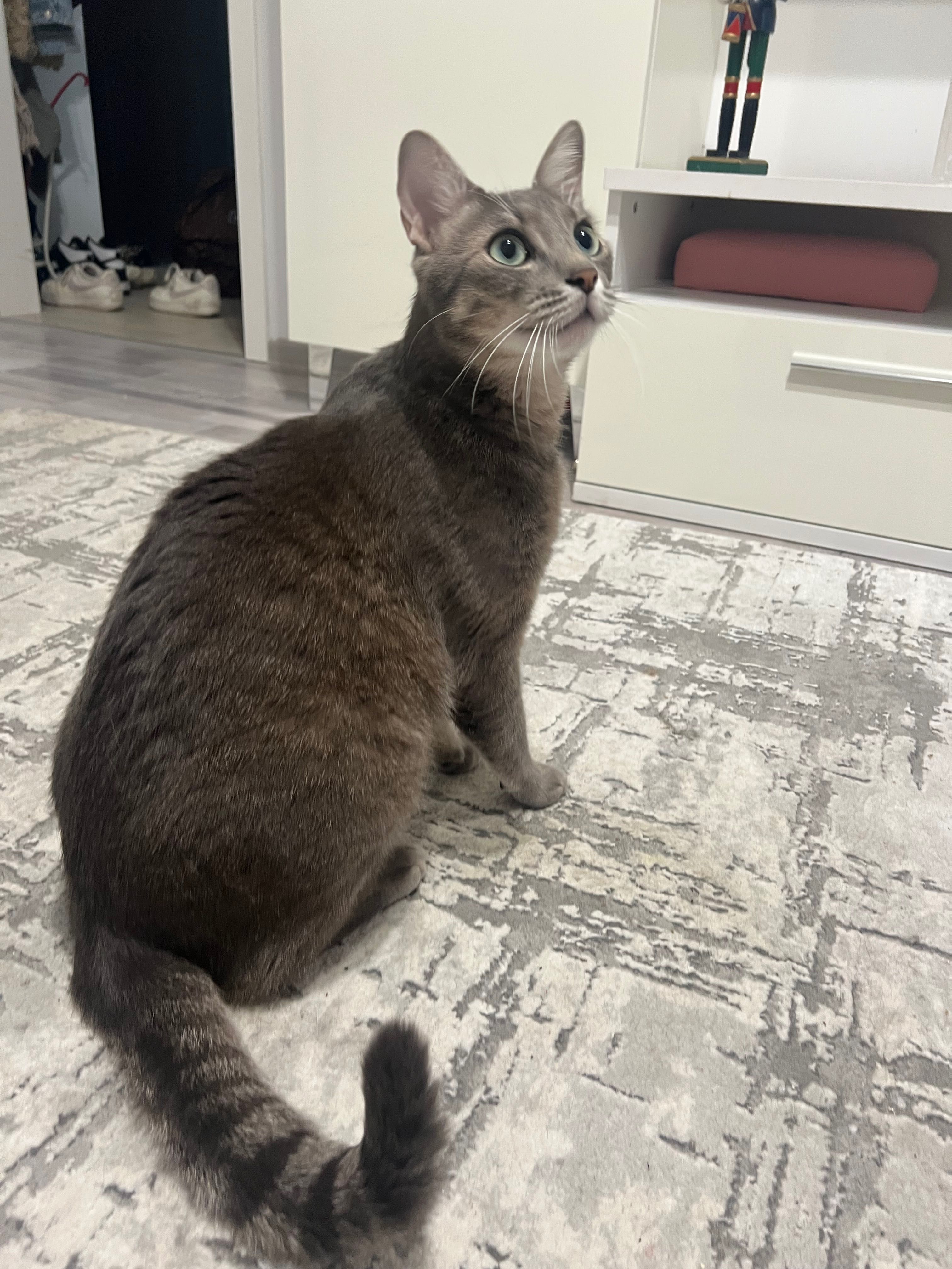 Adoptie pisica mascul rasa europeana