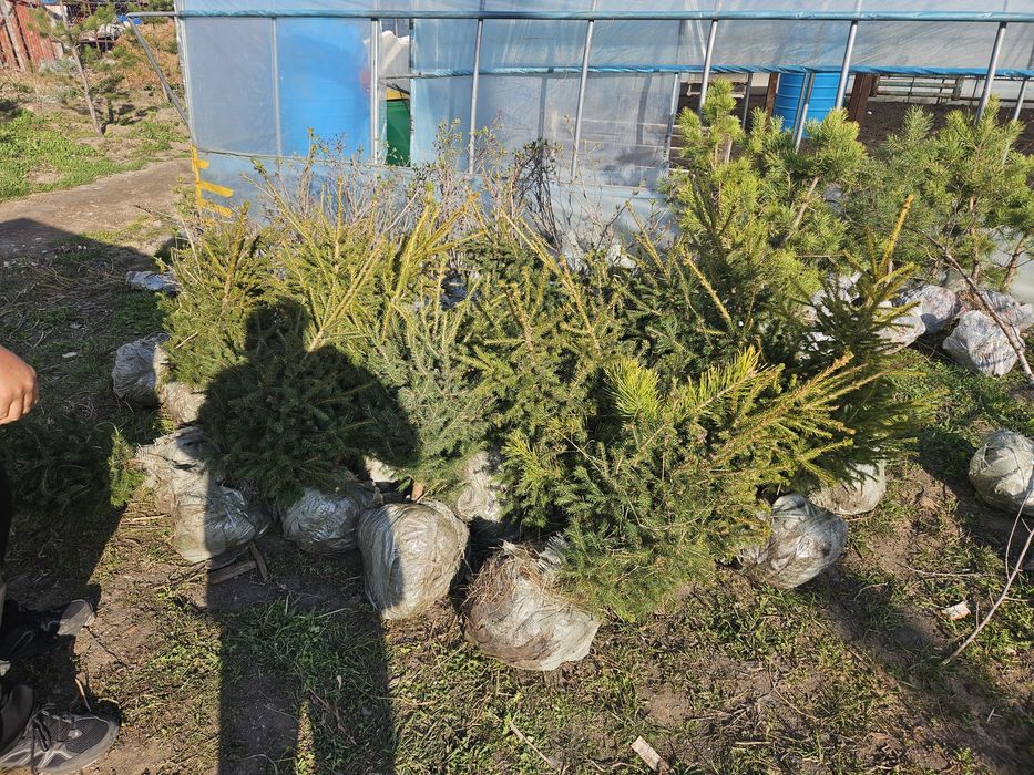 Продам ель сибирская