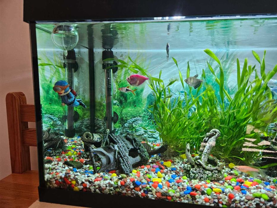 Аквариум с рибки