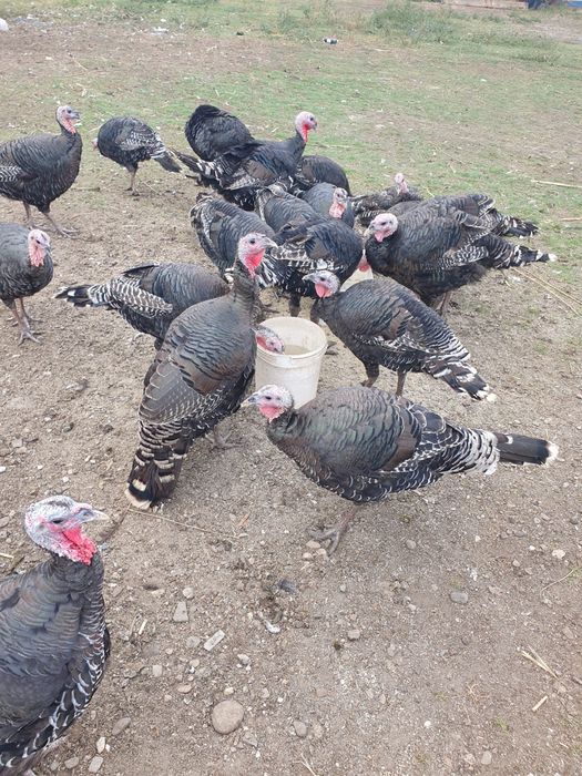 Curcani crescuti in gospodarie