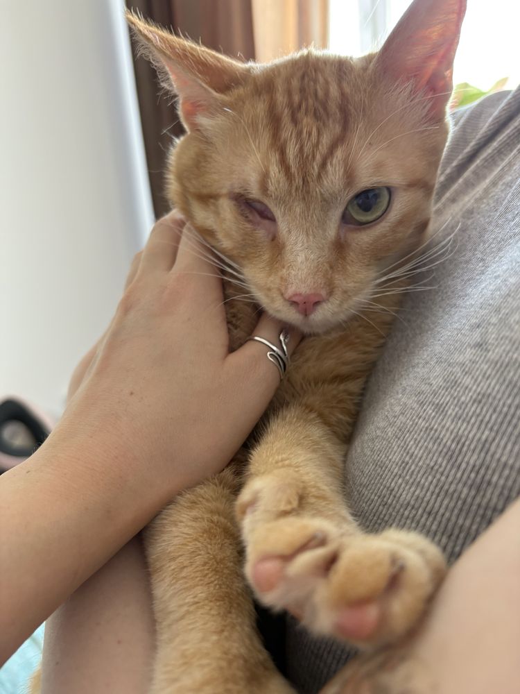 Особенный котик ищет дом