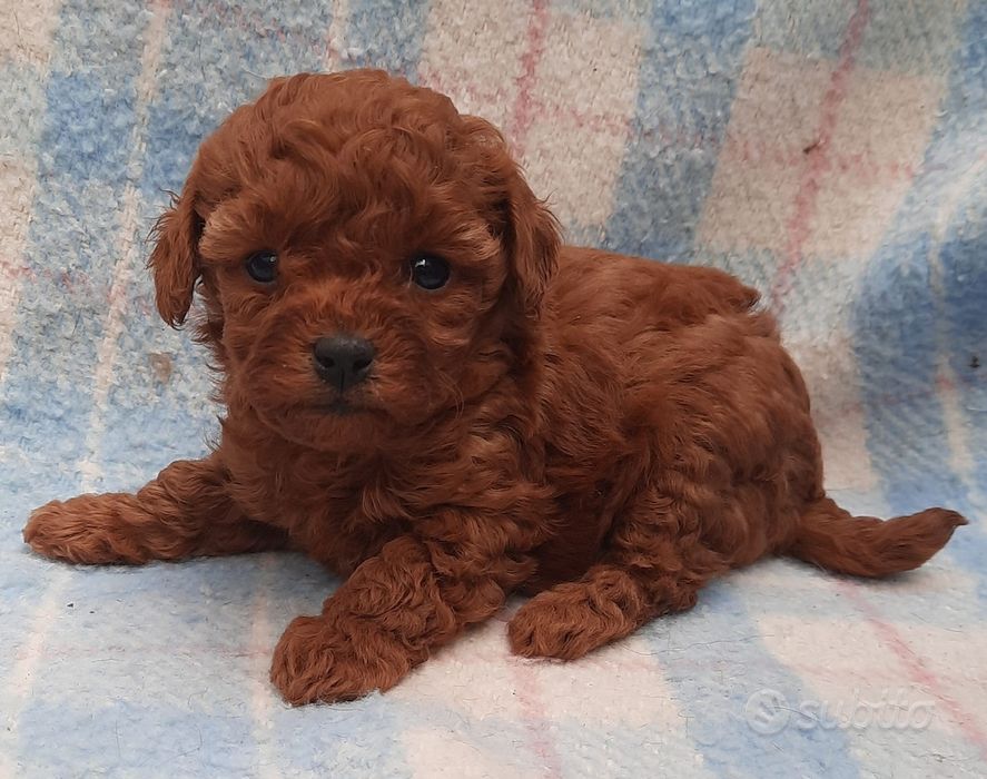 De vânzare Pudel roșcat (Poodle Red)– 8 săptămâni, vaccinat si luvrare