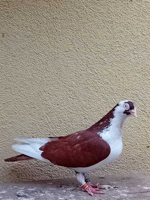 Porumbei jucator de Galati