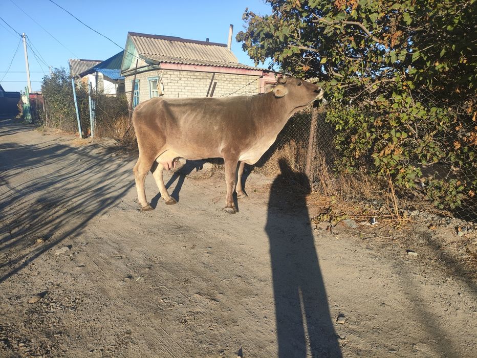 Алатауская корова