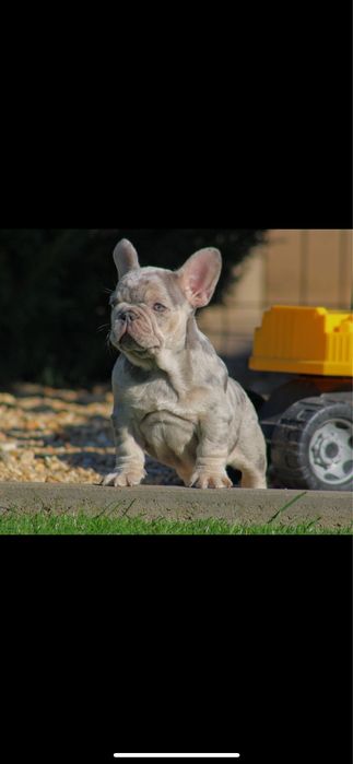 Bulldog francez merle