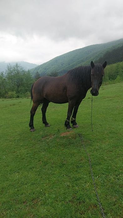 Vând cal  tânăr cu.