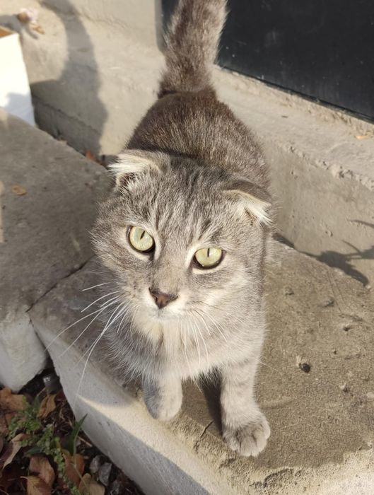 Отдам котиков в добрые руки