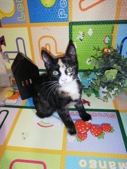 Pisicuta spre adoptie!