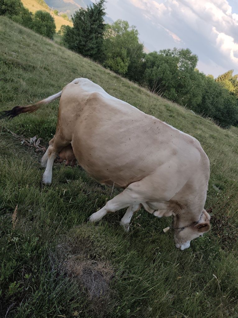 Vacă de vânzare de 9 ani