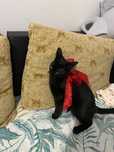 Donez pisica femela full black