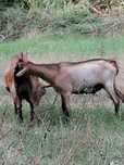 Tapisor Alpin francez
