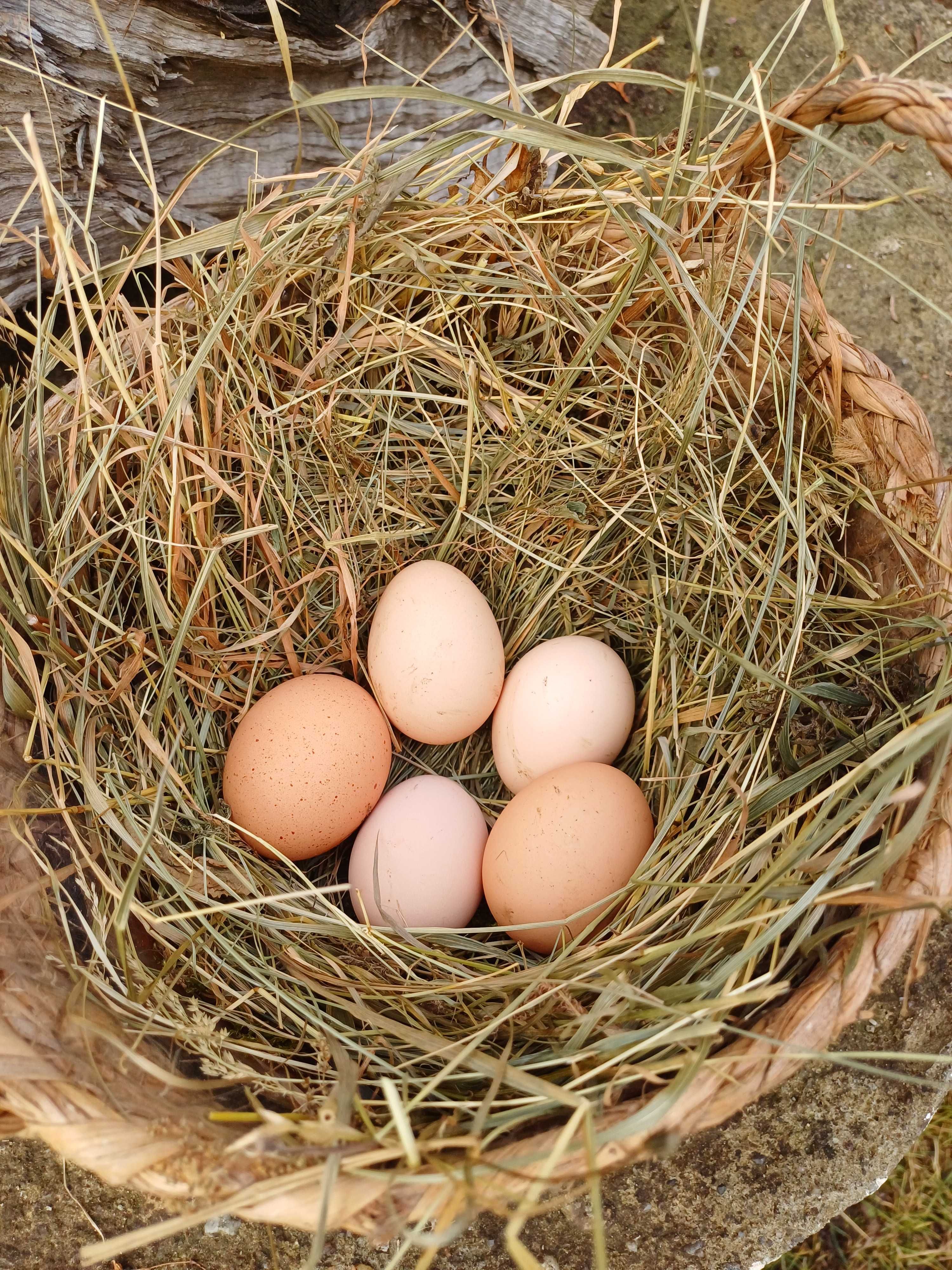 Vand oua de casa proaspete si pentru incubat