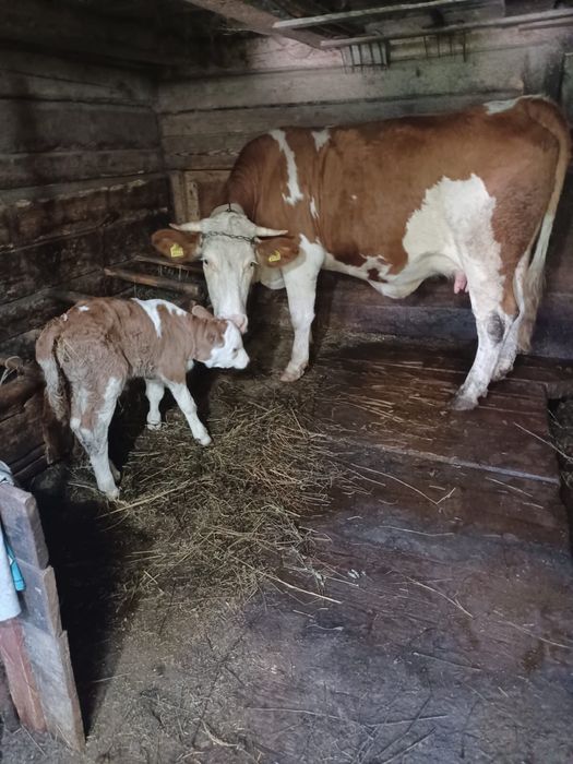 Vând vacă cu un vițel