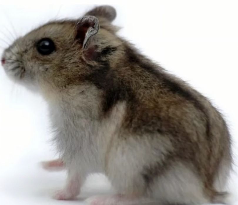 Джангарский хомячок