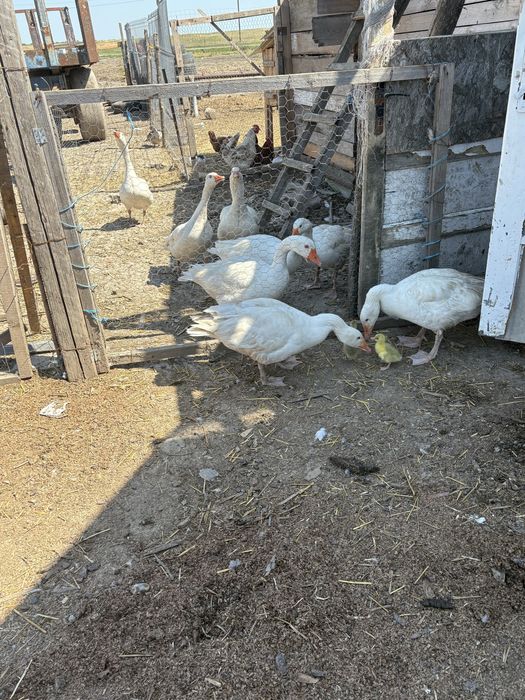 Gâste de vânzare !!!