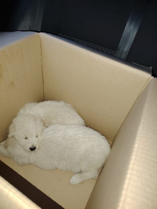 Dau spre adoptie unor iubitori de catelusi