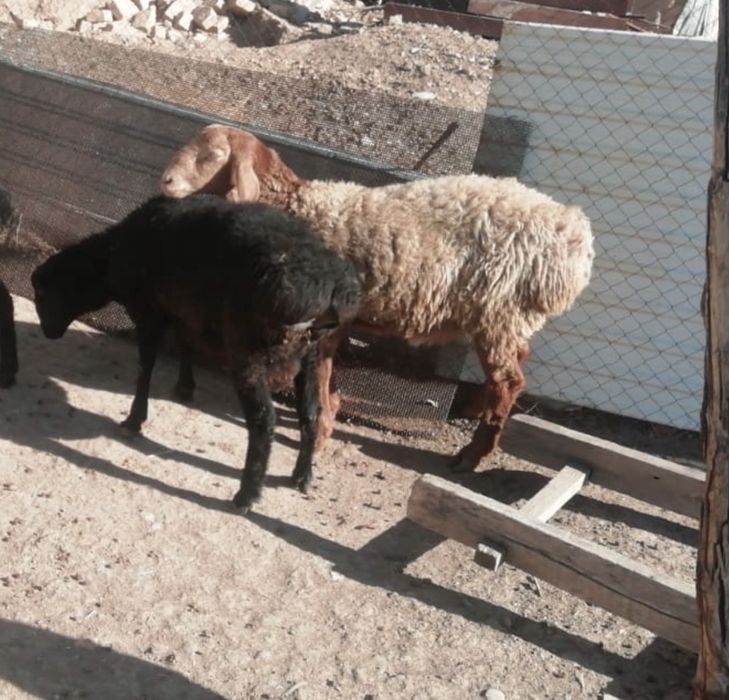 Қошқар,екеуы 150 000