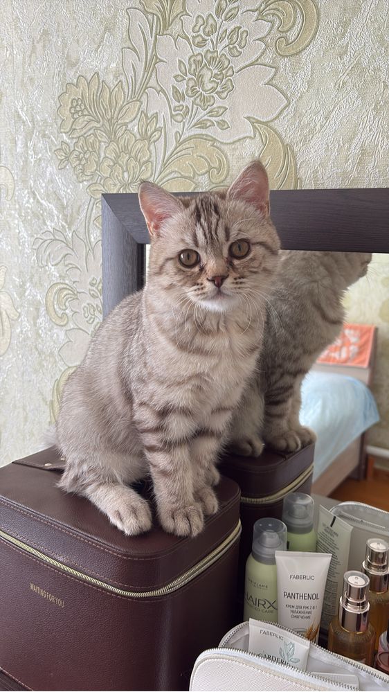 Продается котенок