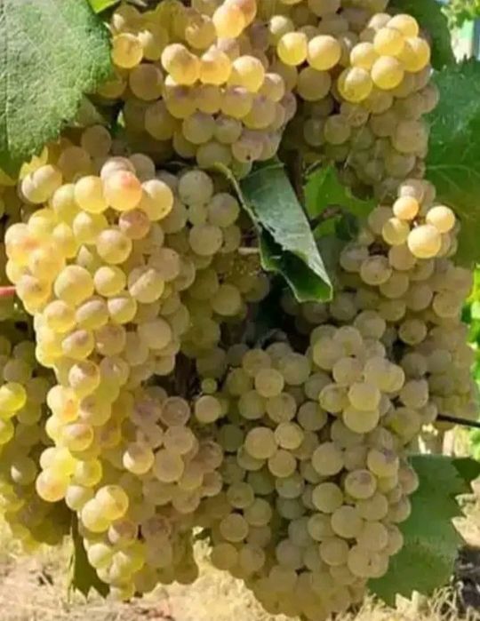 Vând struguri de vin