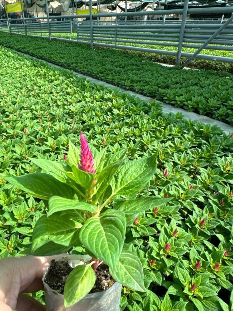 Celosia Plumosa / Gul toji / Гул тожи