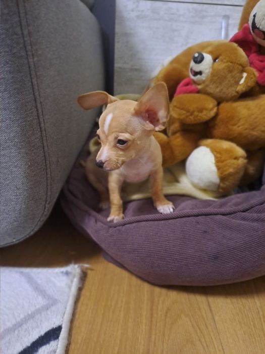 МИНИ Пинчерчета.