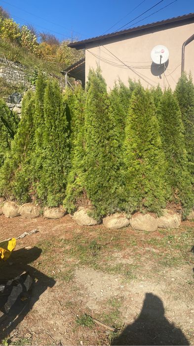 Oferta speciala Tuia smaragd 3m