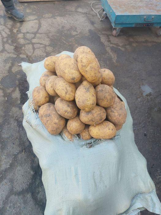 Картошка Караганда в ожет