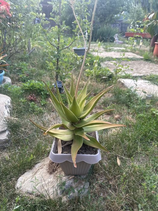 Vând aloe vera medicinală , are 4 ani și câțiva puiuți pe lângă ia.