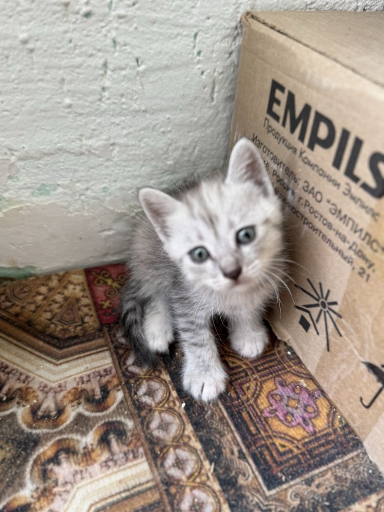 Кошка котенок котята