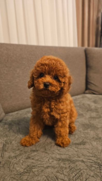 Red Brown Toy Poodle