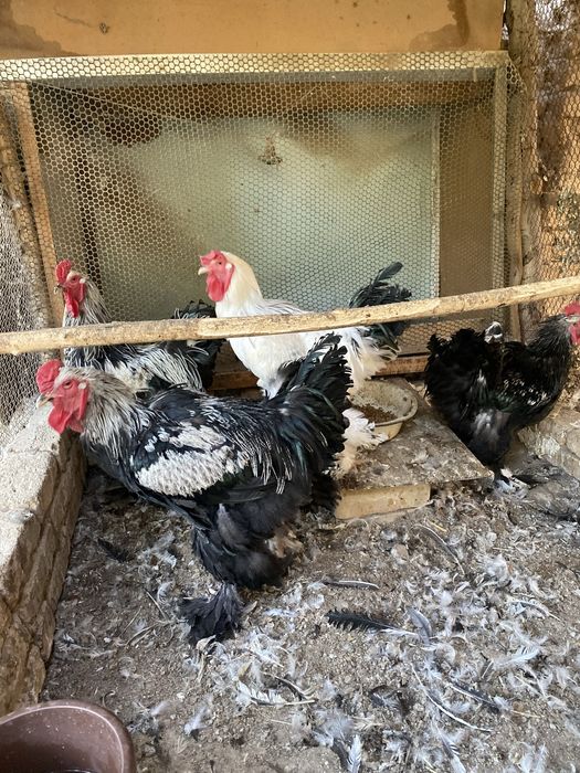 Брама хурозлар (Туркия линия)