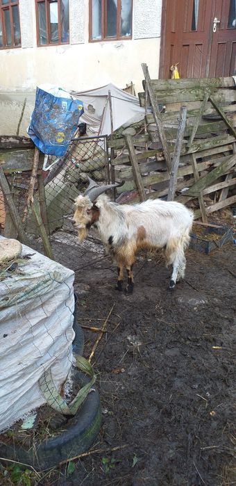 Vând 2 țapi de 2 ani