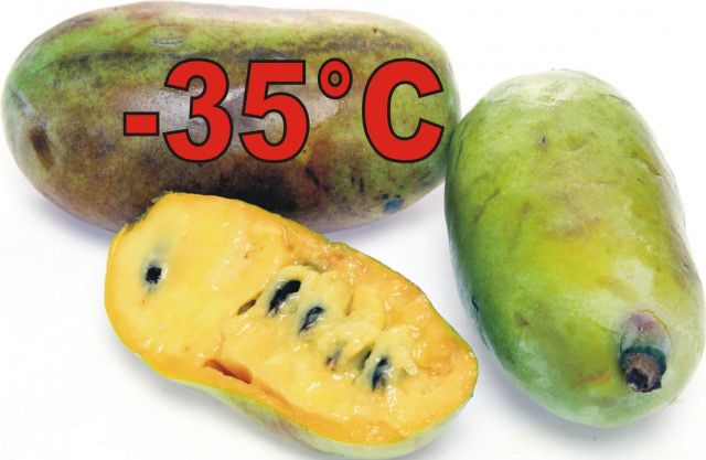 Banana nordului / paw paw