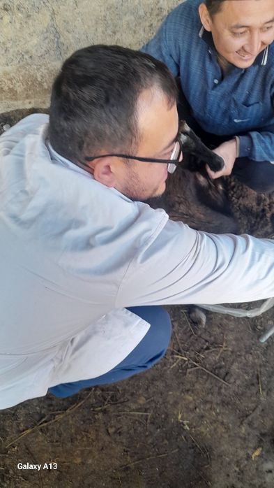 Vetuzi Viloyat boylab sifatli uzi xizmati bor