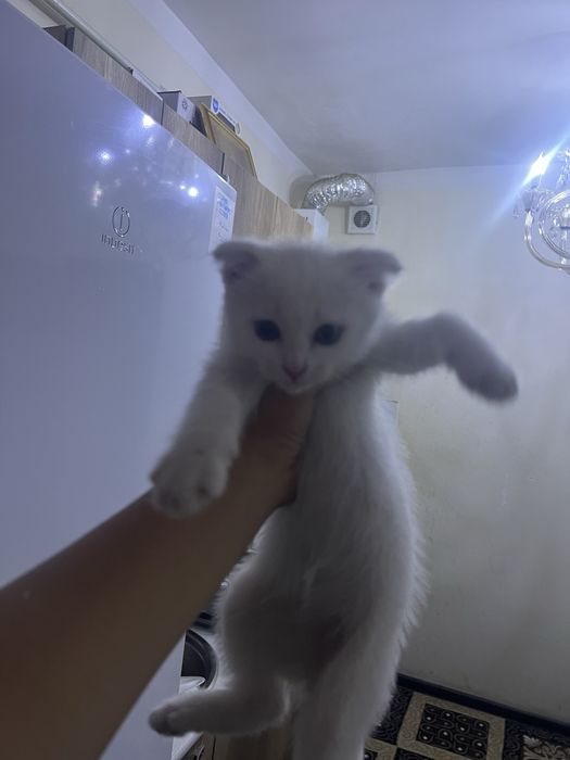 Продается котенок 2 месяца