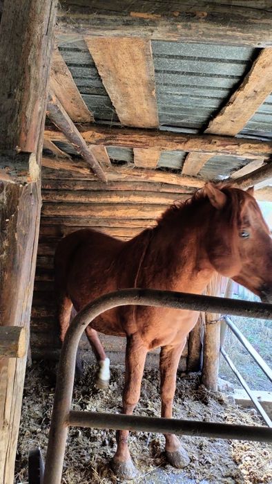 Продам Жеребца. Айғыр, Кунан.