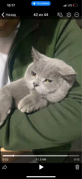 Вязка эркак мушук