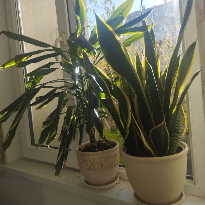 Драцена фрагранс