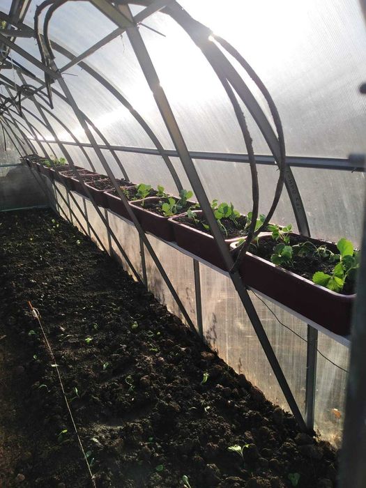 Парник Руски Топ модел  10г гаранция конструкция