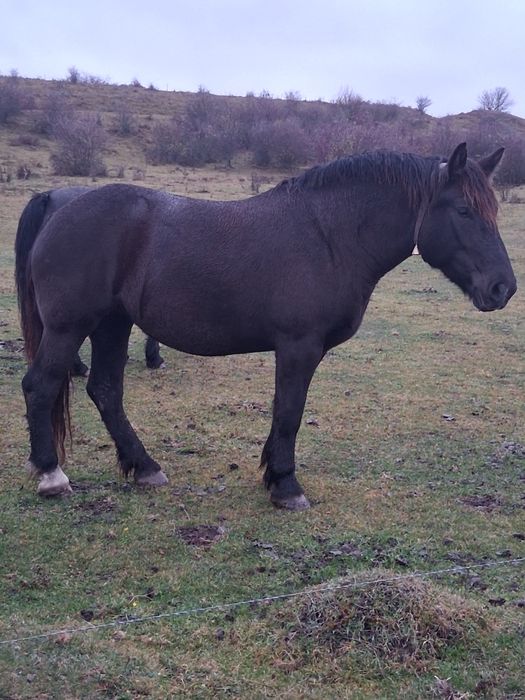 IAPÃ de vînzare de 3/4ani