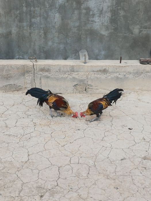 Феникс Хуроз ва Товуклари