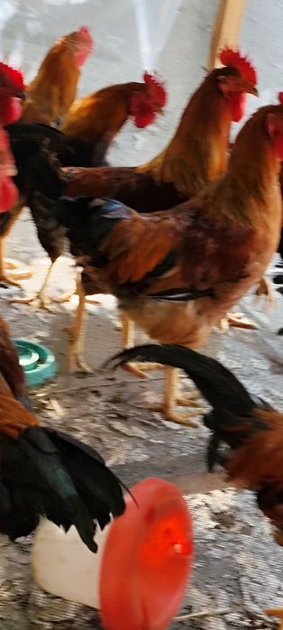 Кученские петухи в продаже.