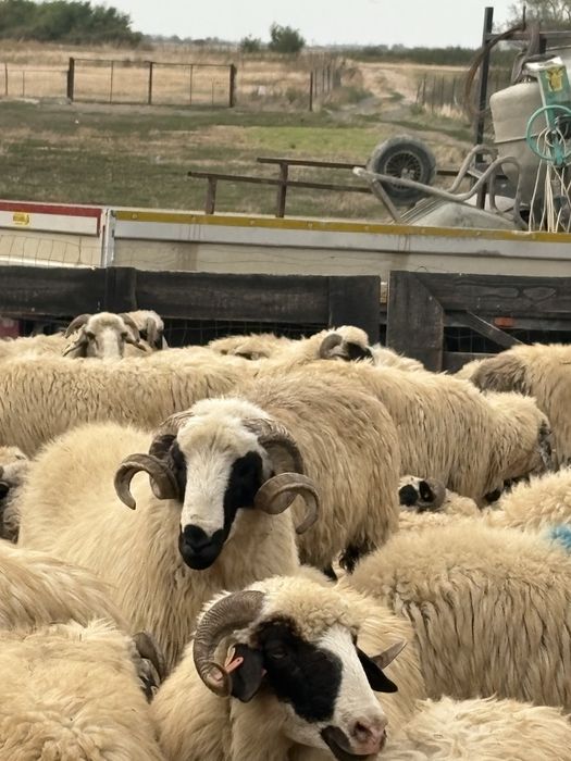 Vând mior breaz , rasa țurcană