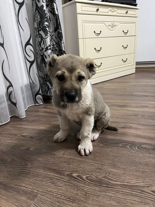 Ciobanesc asia centrala