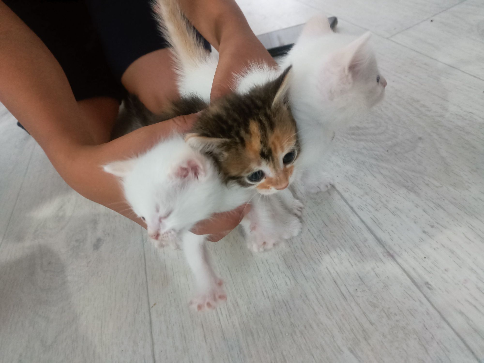 Кошки и котята отд беспл